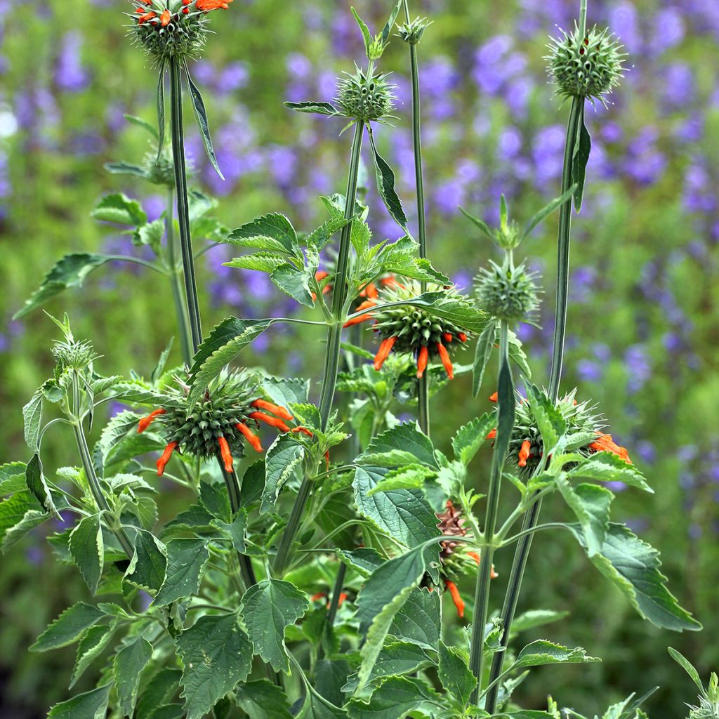 Leonotis nepetifolia (siemenet)