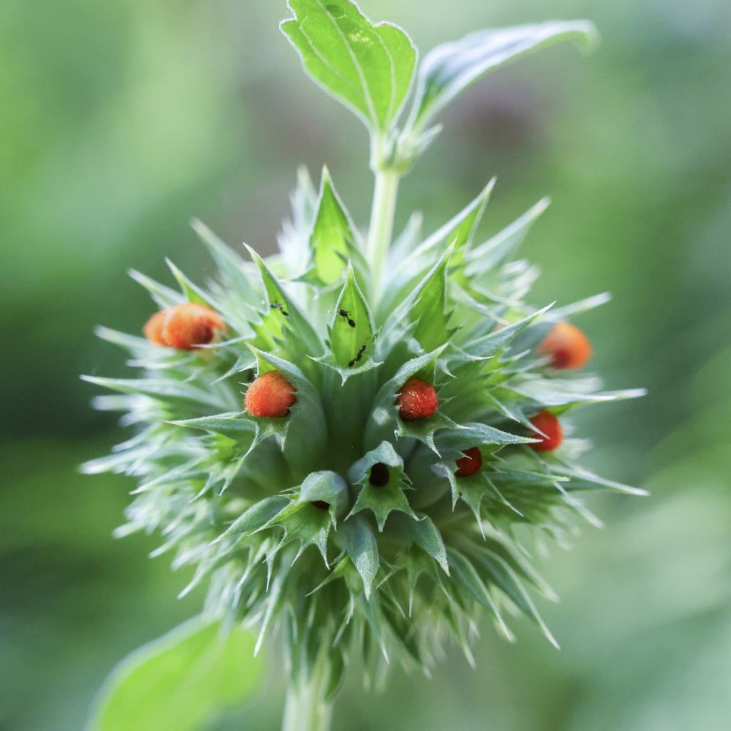 Leonotis nepetifolia (siemenet)