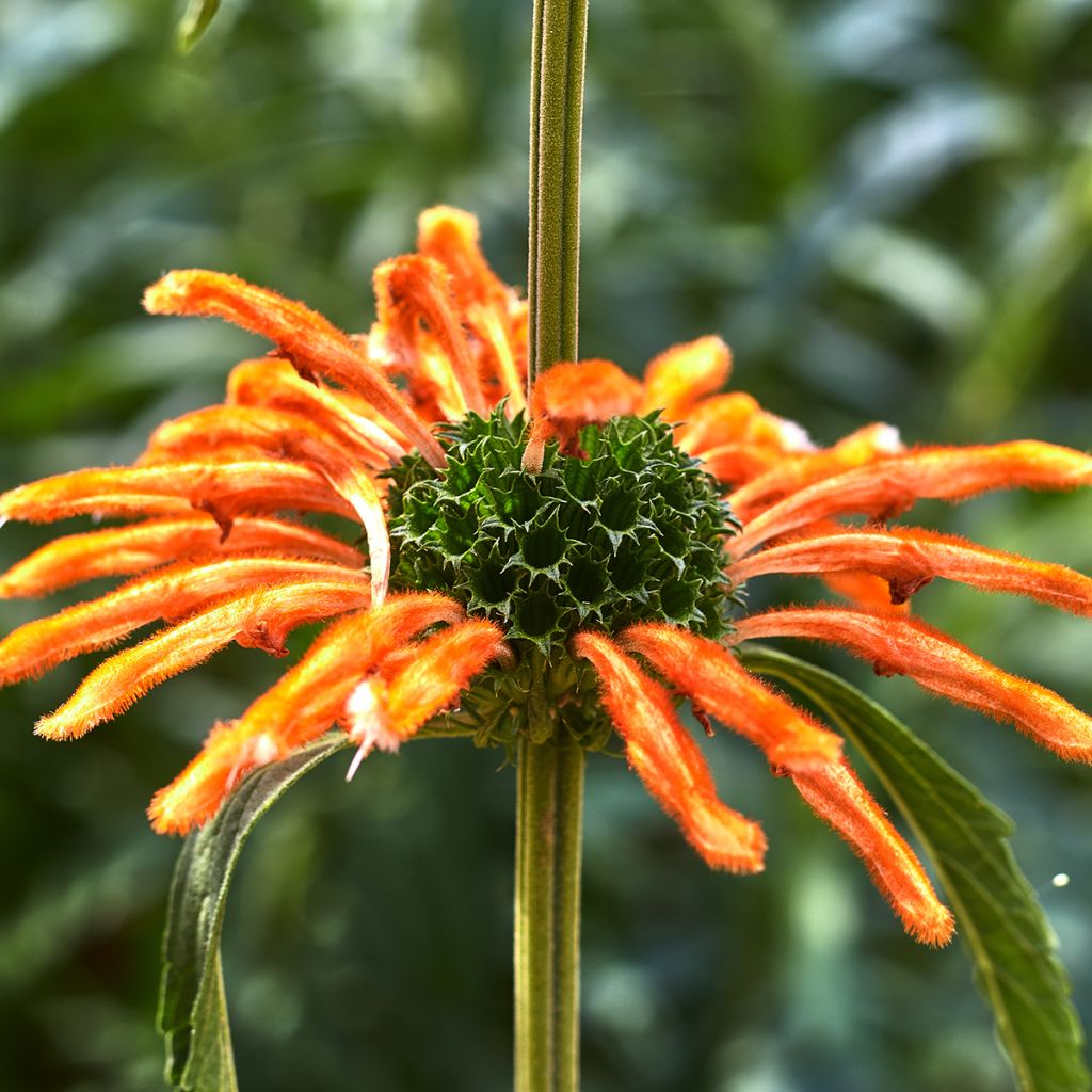 Leonotis nepetifolia (siemenet)