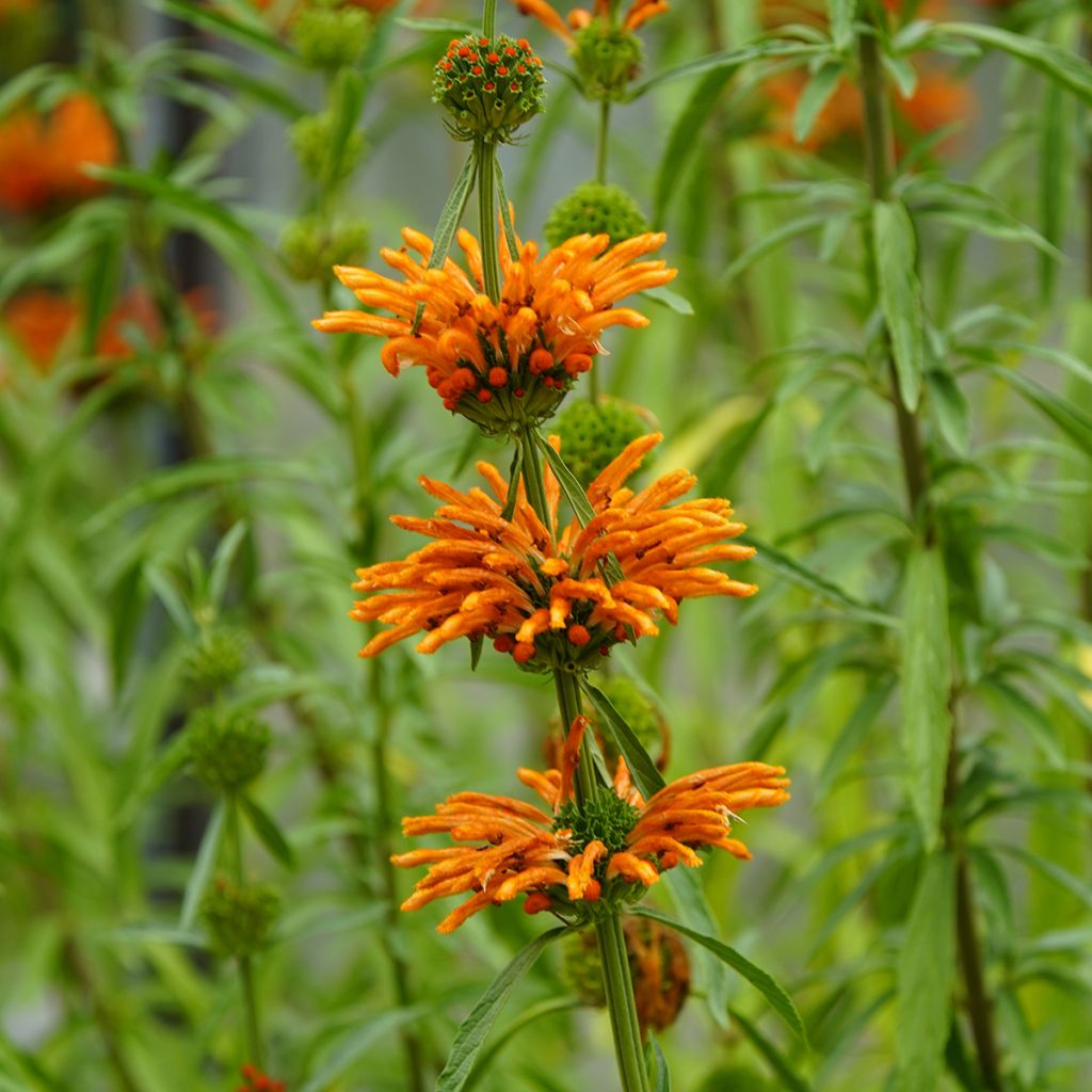Leonotis nepetifolia (siemenet)