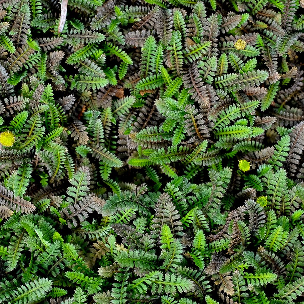 Saumayrti - Leptinella potentillina