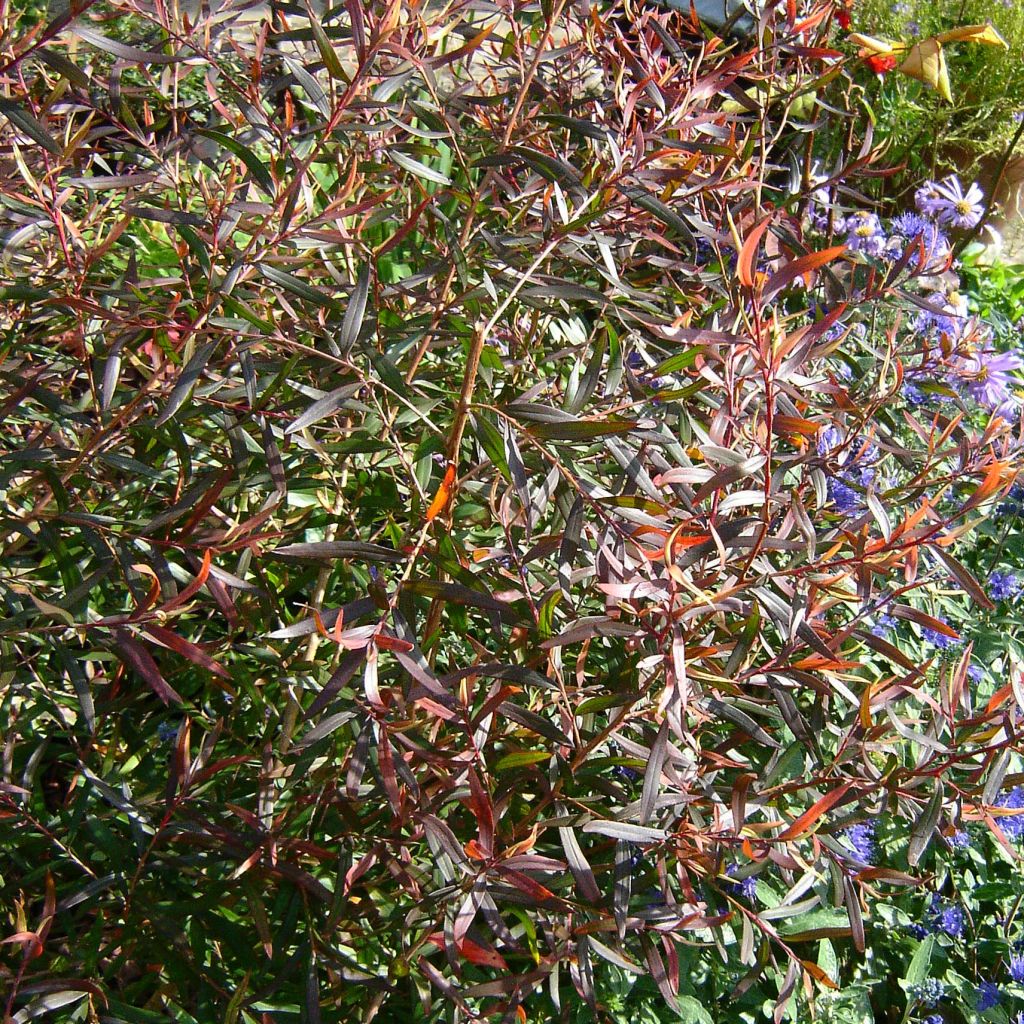 Leptospermum Copper Sheen - Arbre à thé