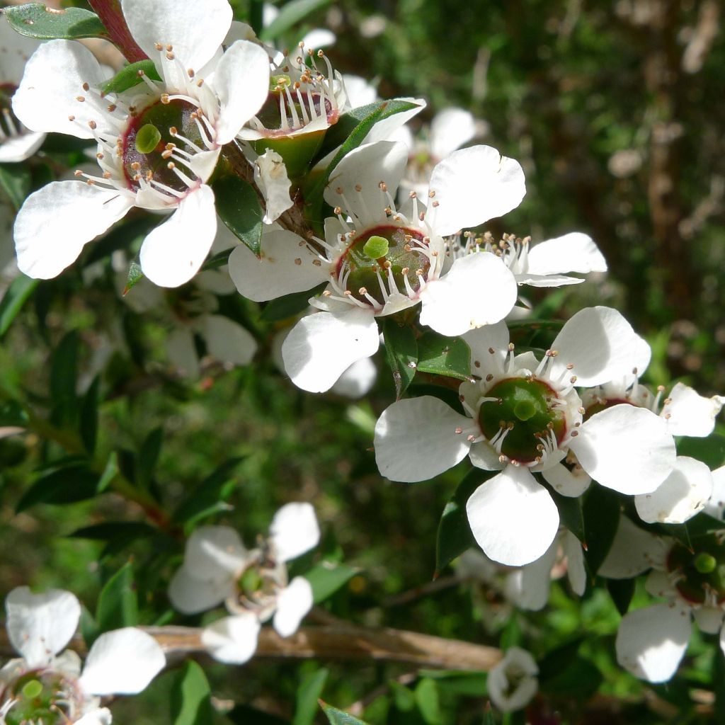 Ruusumyrtti Blanc