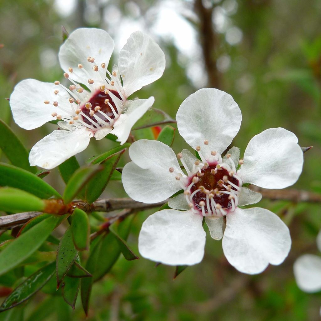 Ruusumyrtti Blanc