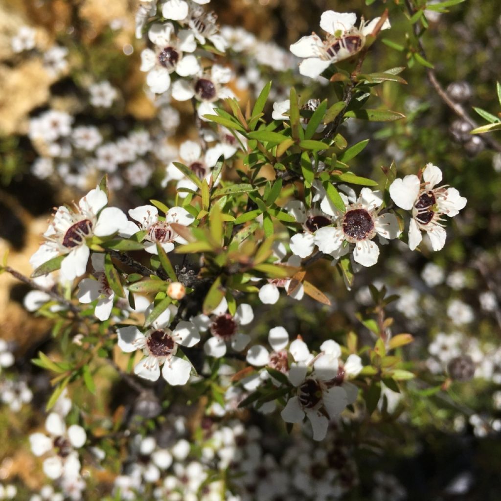 Ruusumyrtti Blanc