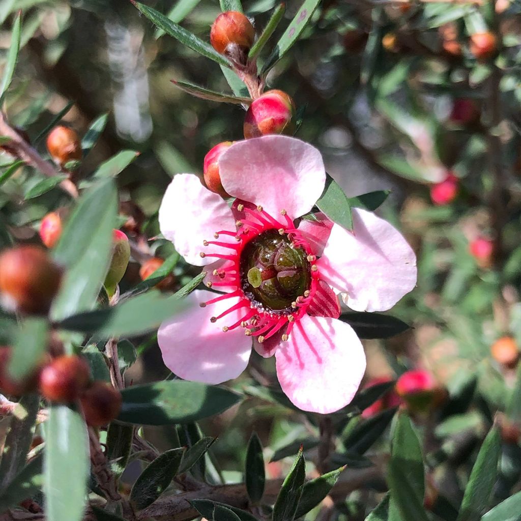 Ruusumyrtti Martini