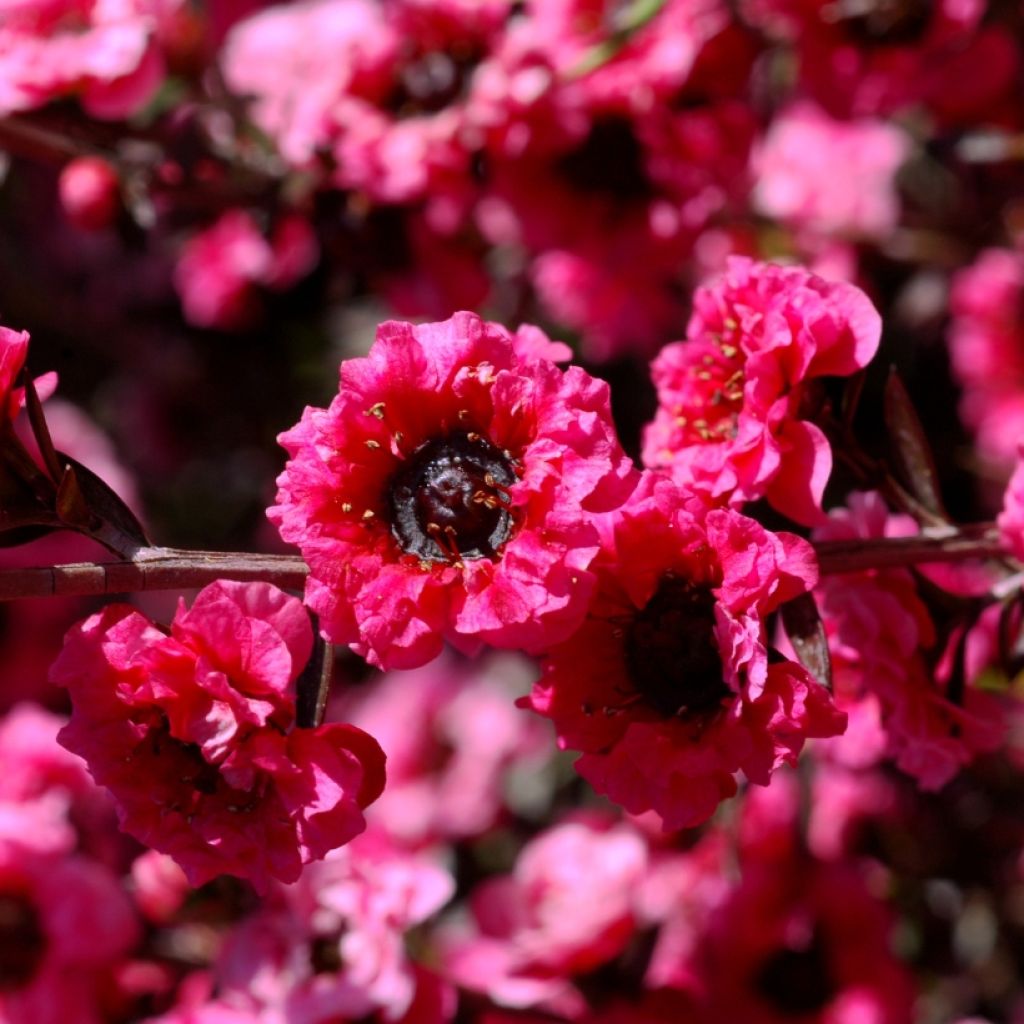 Ruusumyrtti Red damask