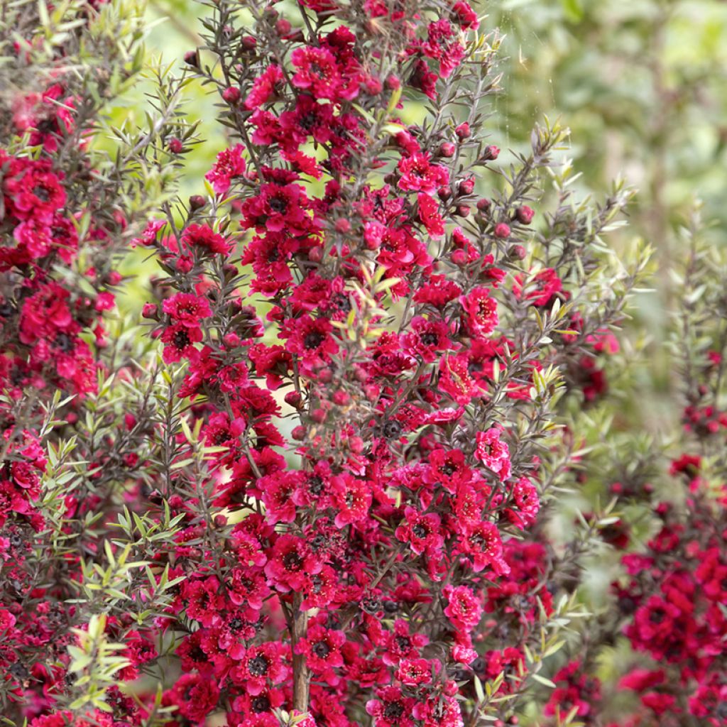 Ruusumyrtti Red damask