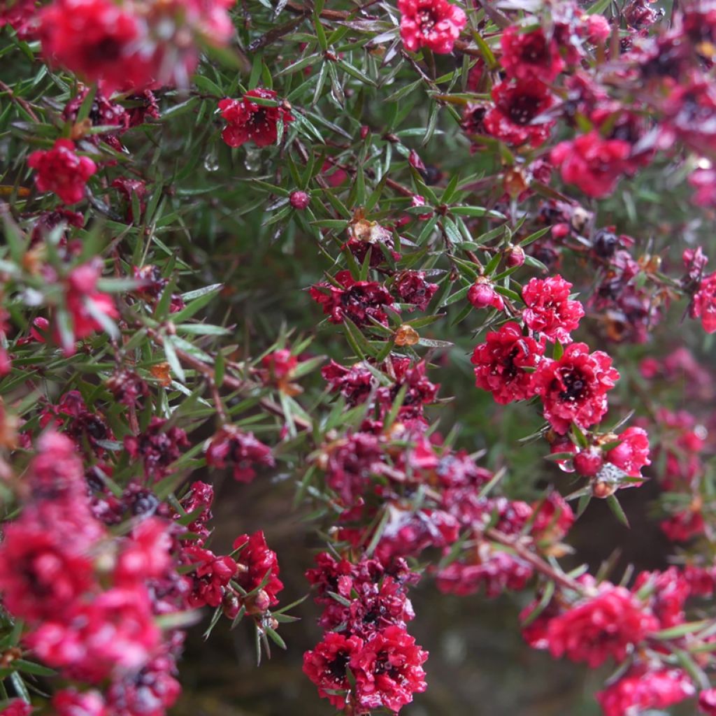 Ruusumyrtti Red damask