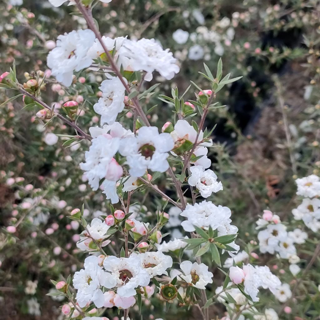 Ruusumyrtti Snow Flurry