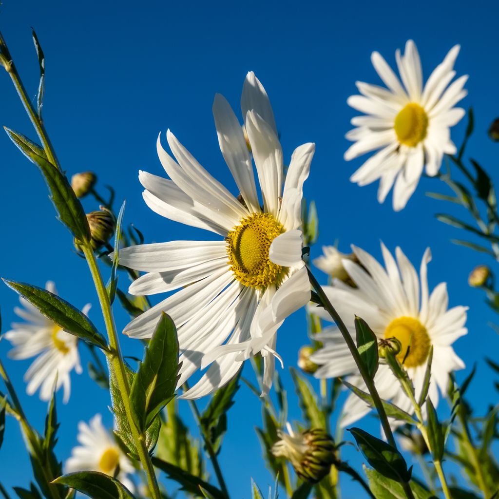 Leucanthemella serotina