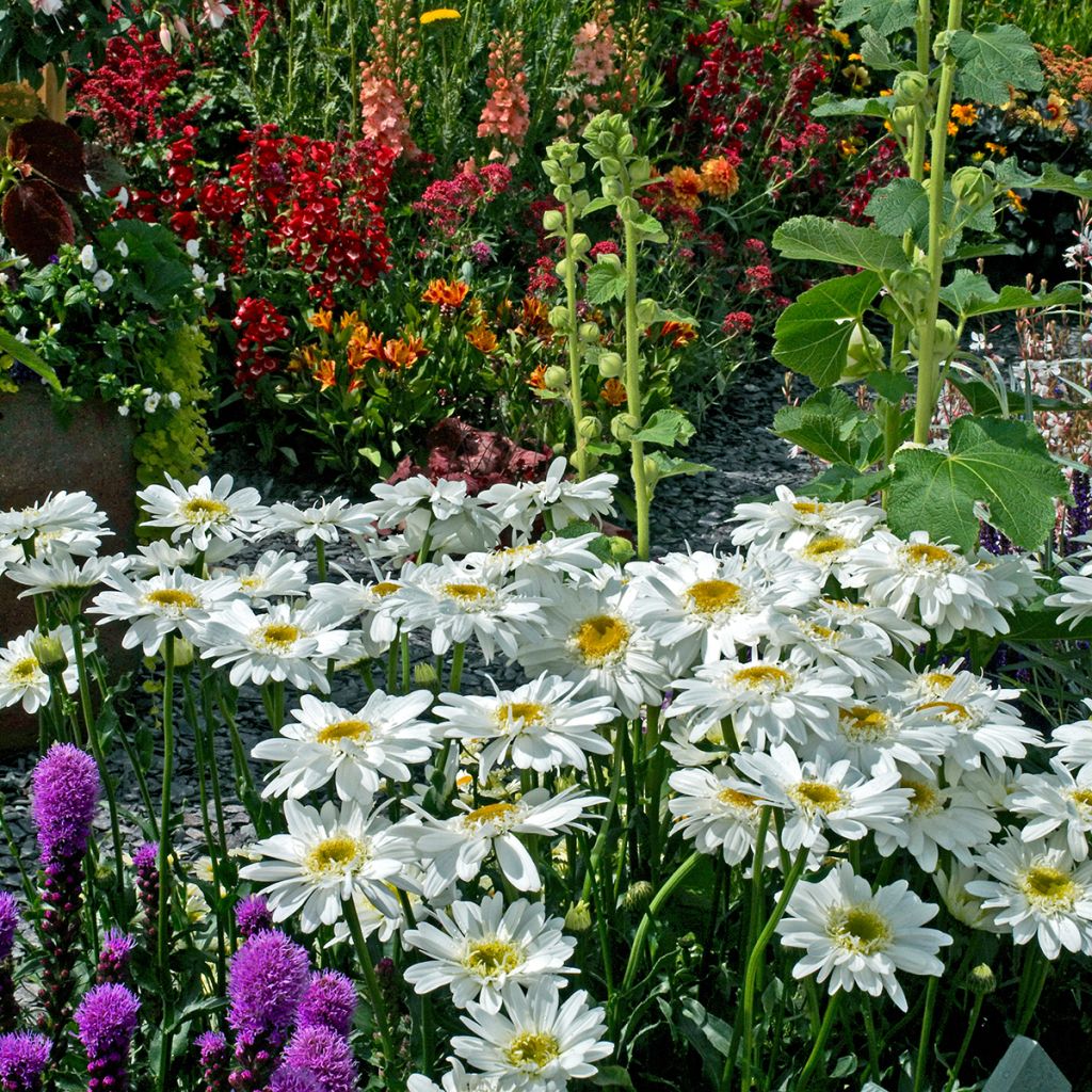 Isopäivänkakkara Wirral Supreme