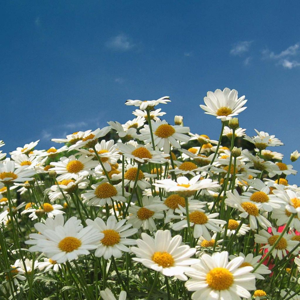 Päivänkakkara - Leucanthemum vulgare