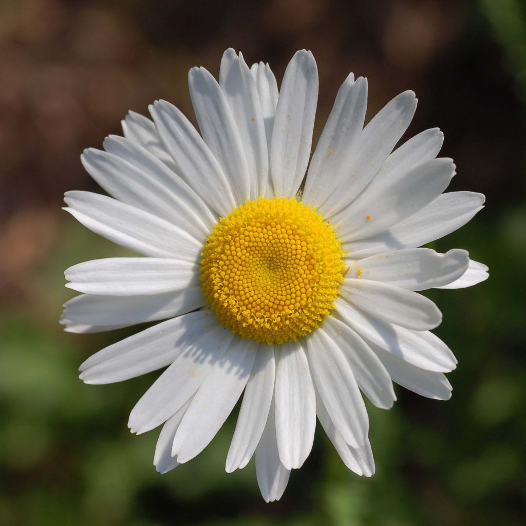 Päivänkakkara - Leucanthemum vulgare