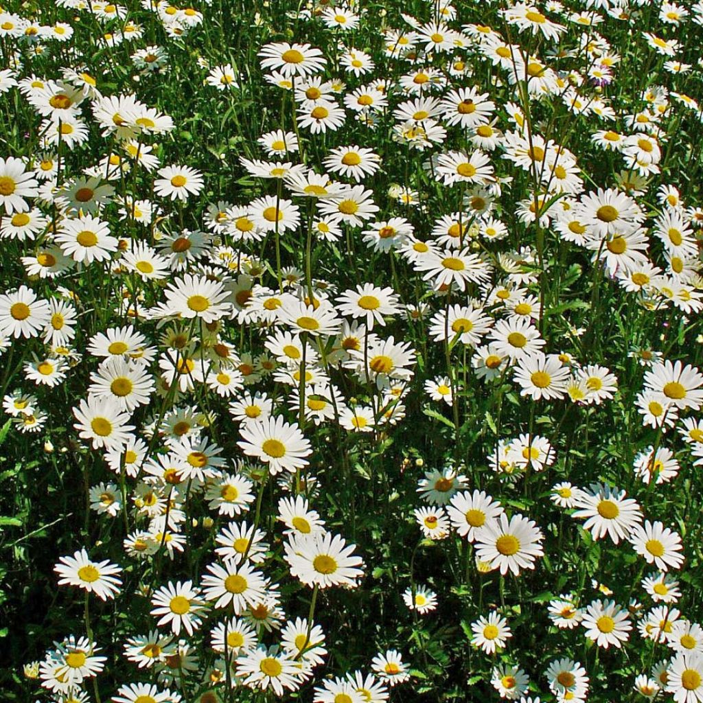 Päivänkakkara - Leucanthemum vulgare