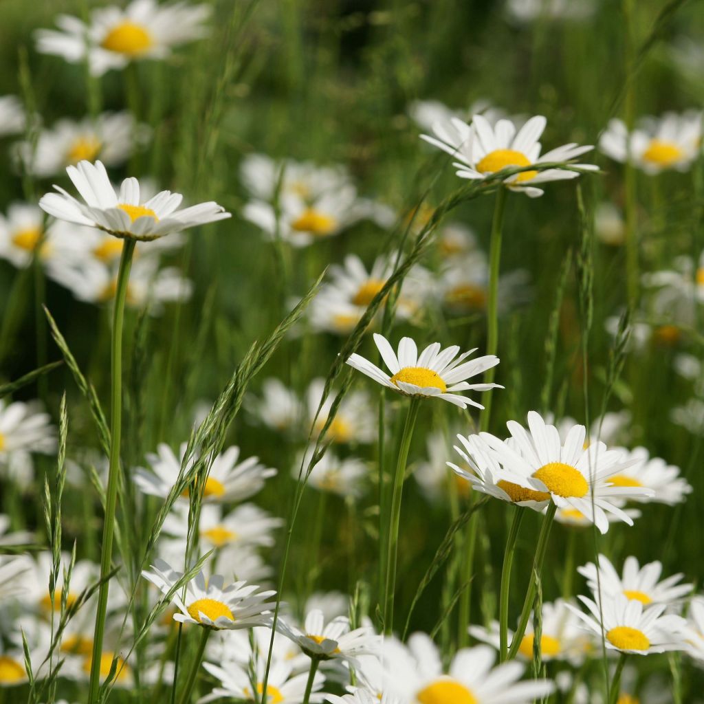 Päivänkakkara - Leucanthemum vulgare