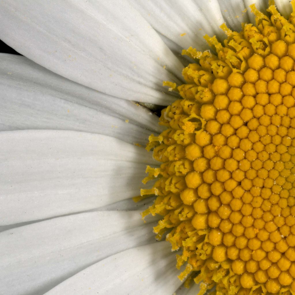 Päivänkakkara - Leucanthemum vulgare