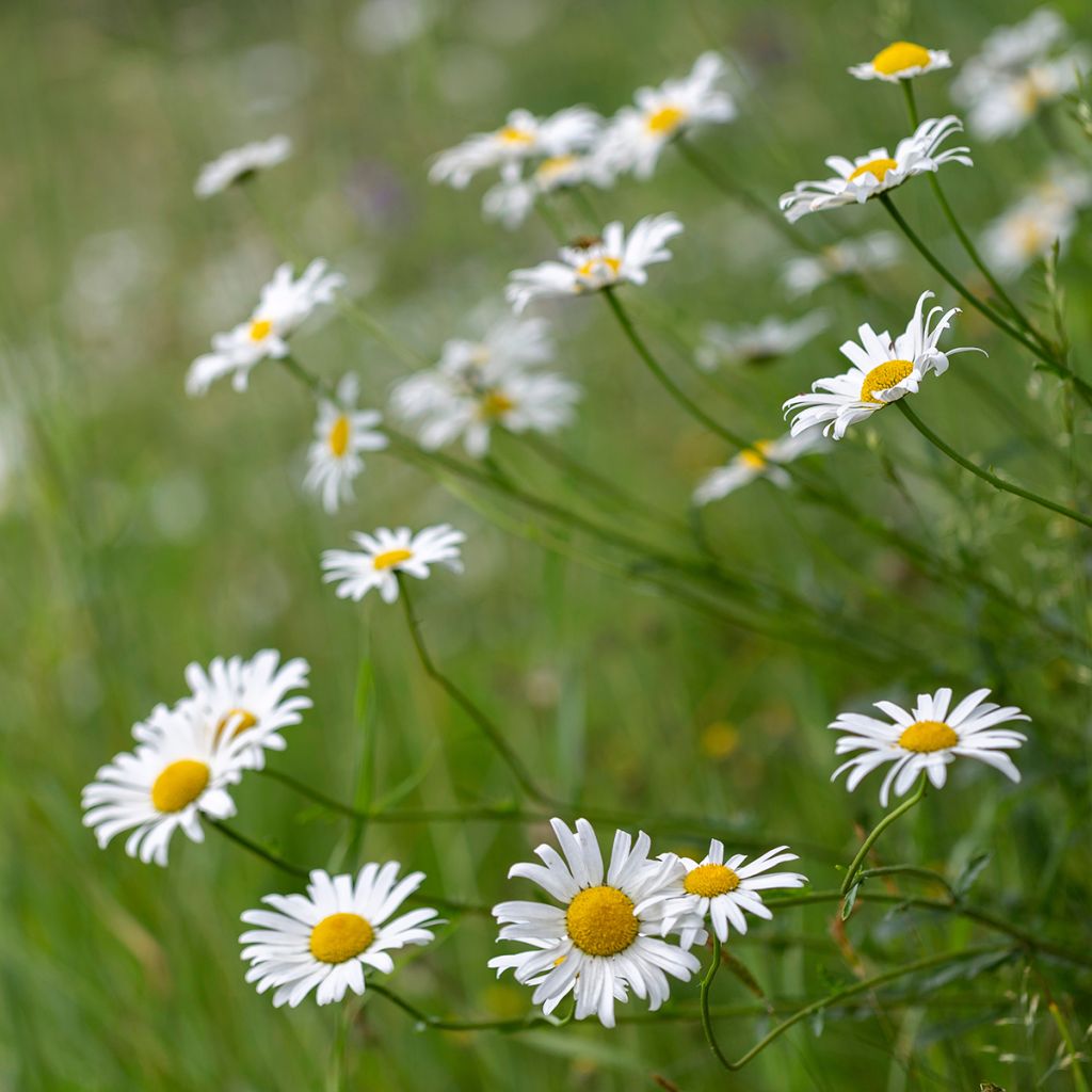 Päivänkakkara - Leucanthemum vulgare