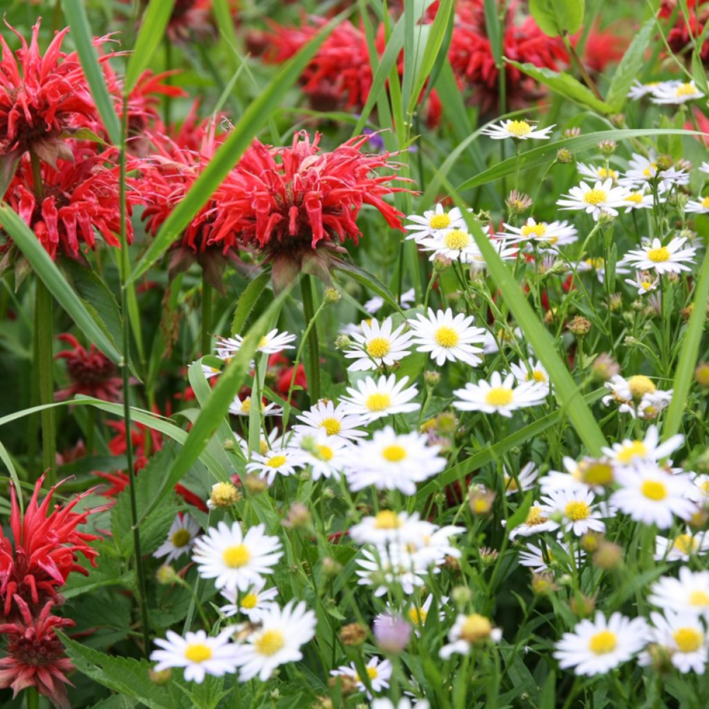 Päivänkakkara - Leucanthemum vulgare