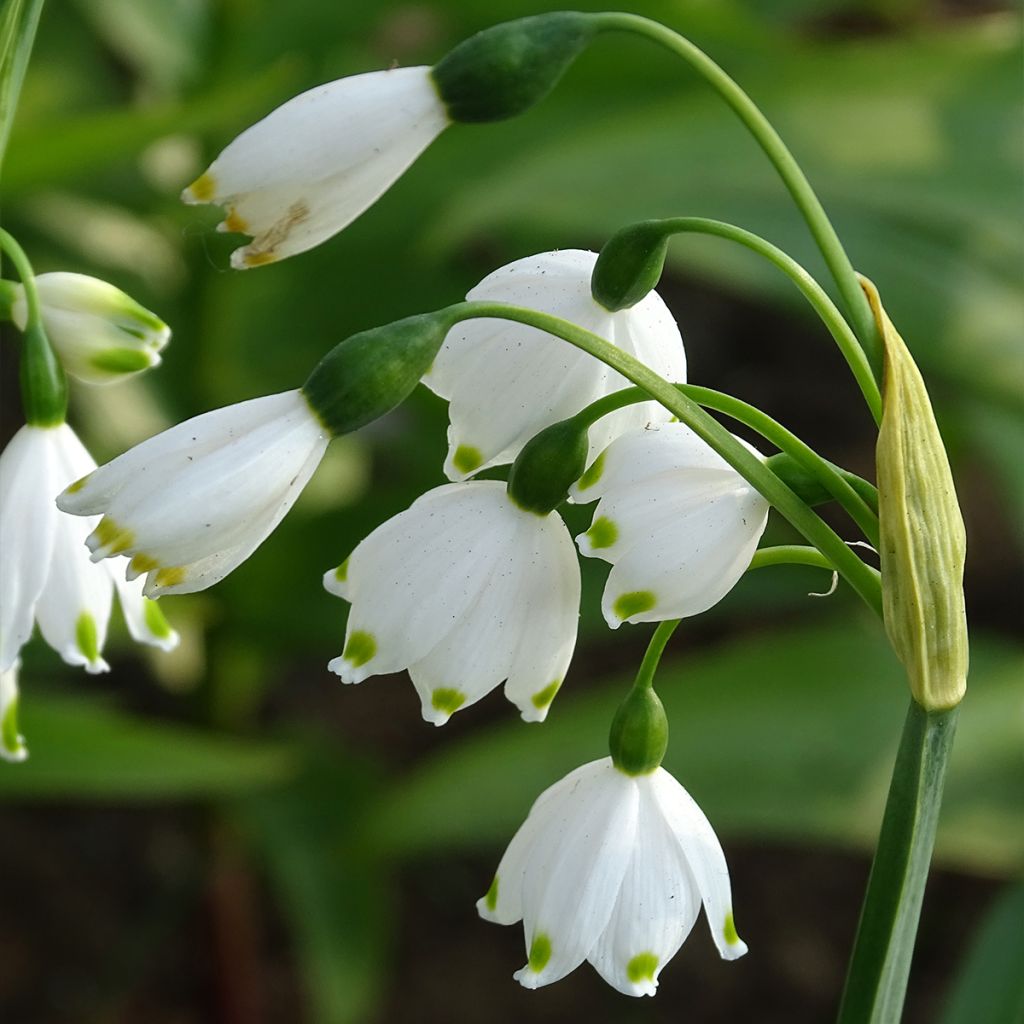 Kesälumipisara - Leucojum aestivum