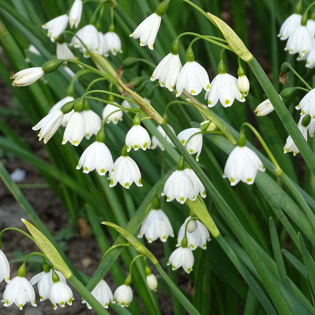 Kesälumipisara - Leucojum aestivum
