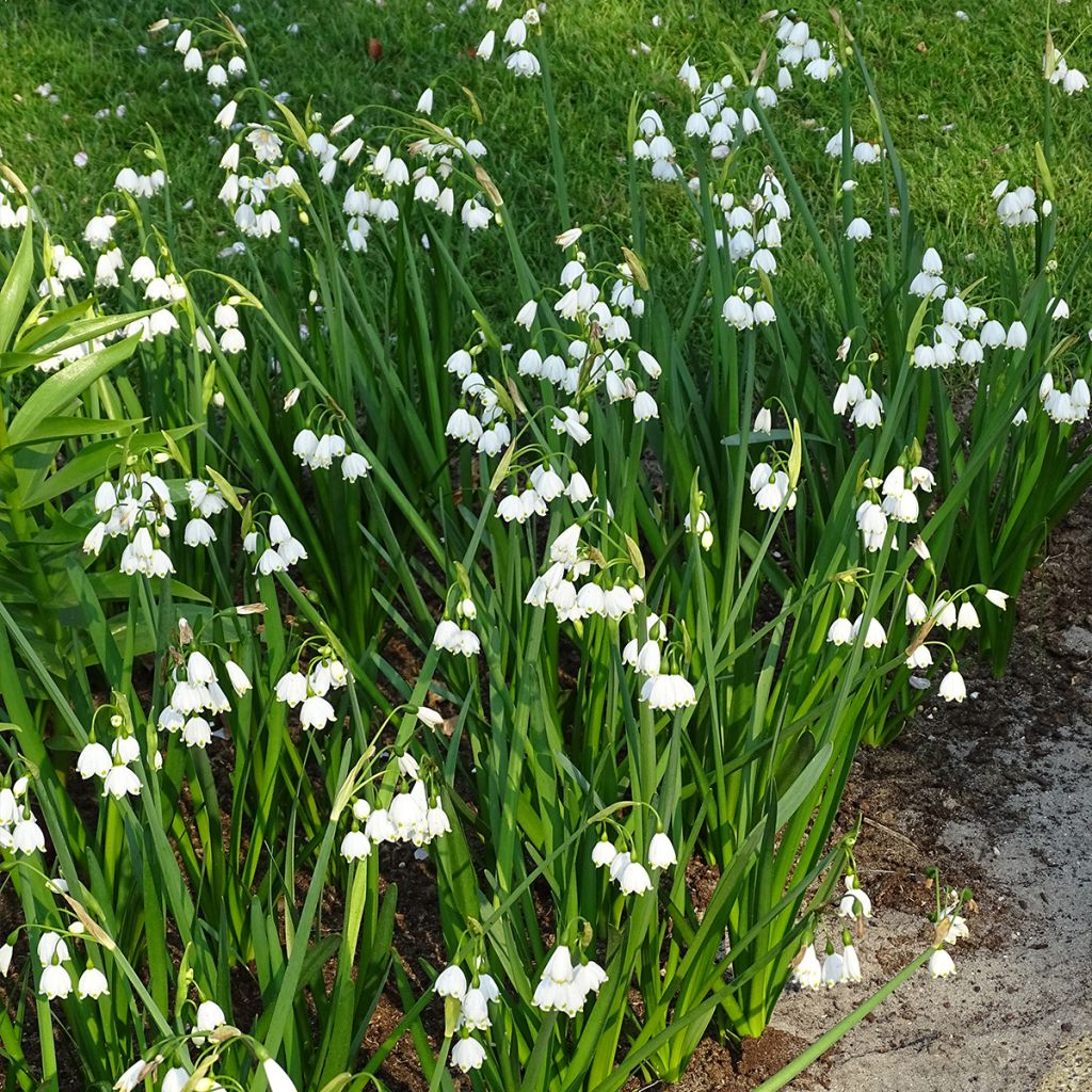 Kesälumipisara - Leucojum aestivum