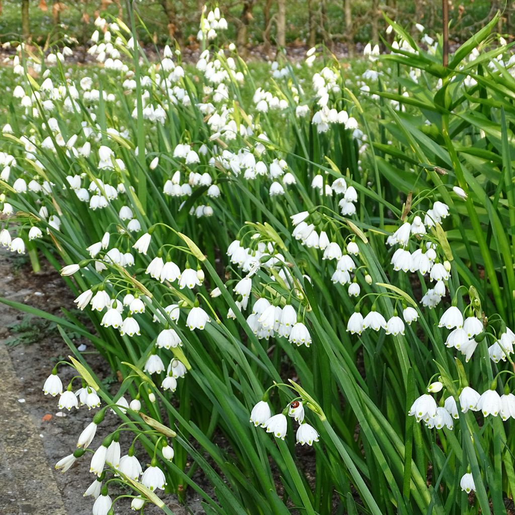 Kesälumipisara - Leucojum aestivum