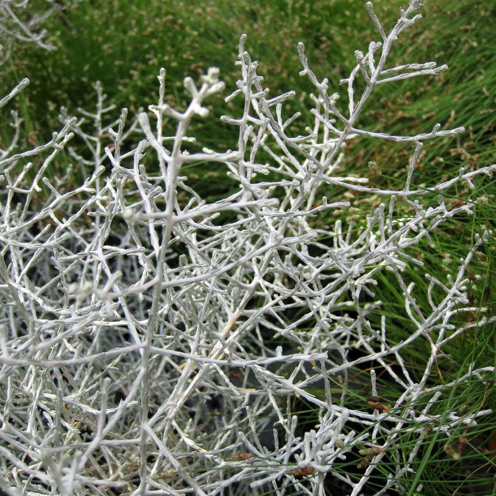 Leucophyta brownii
