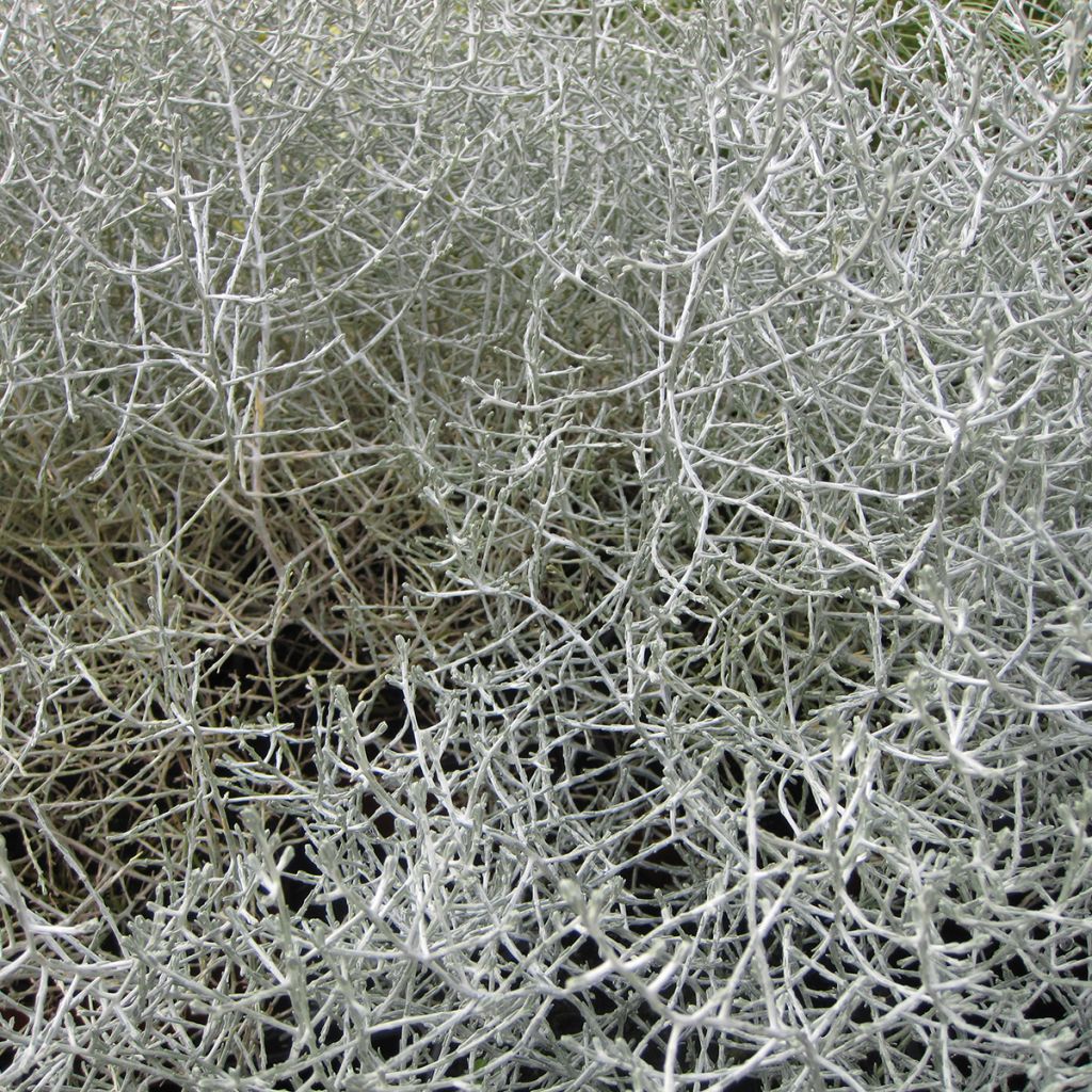 Leucophyta brownii