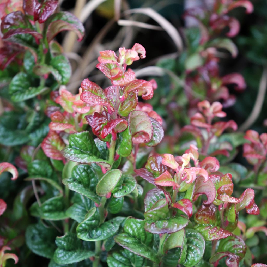 Leukotti Curly Red