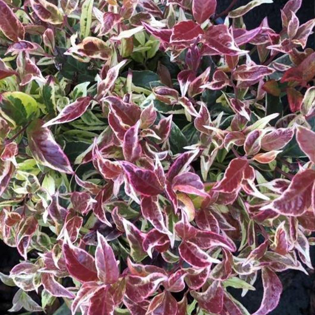 Leukotti Firestar