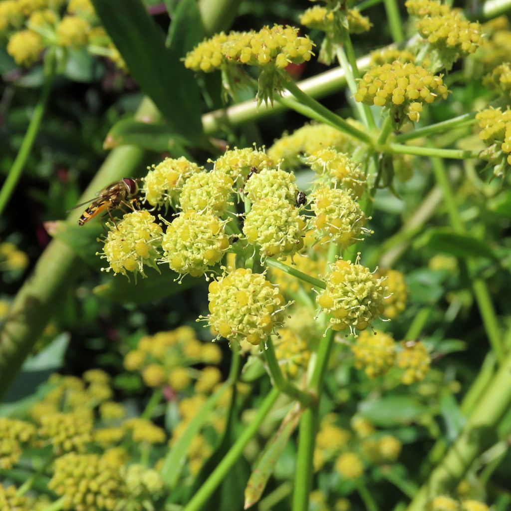 Liperi - Levisticum officinalis