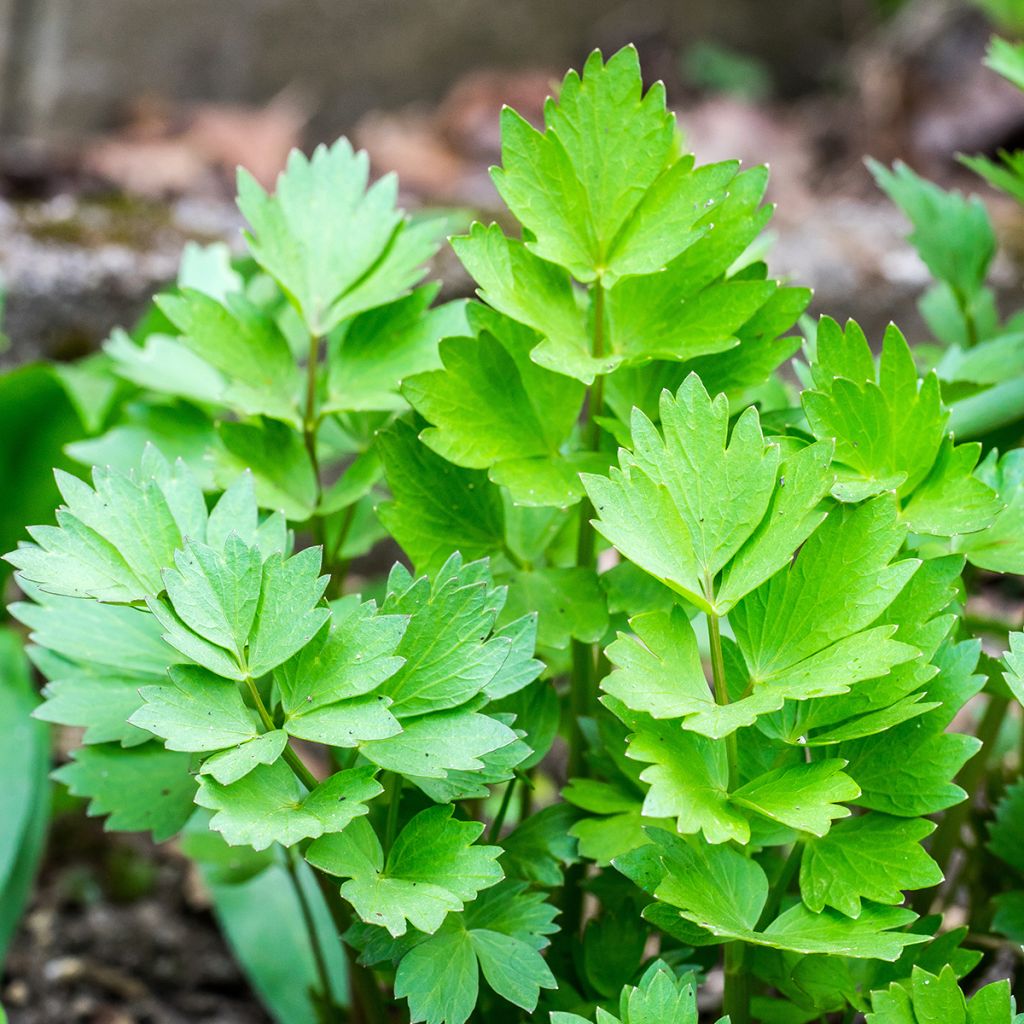Liperi - Levisticum officinalis