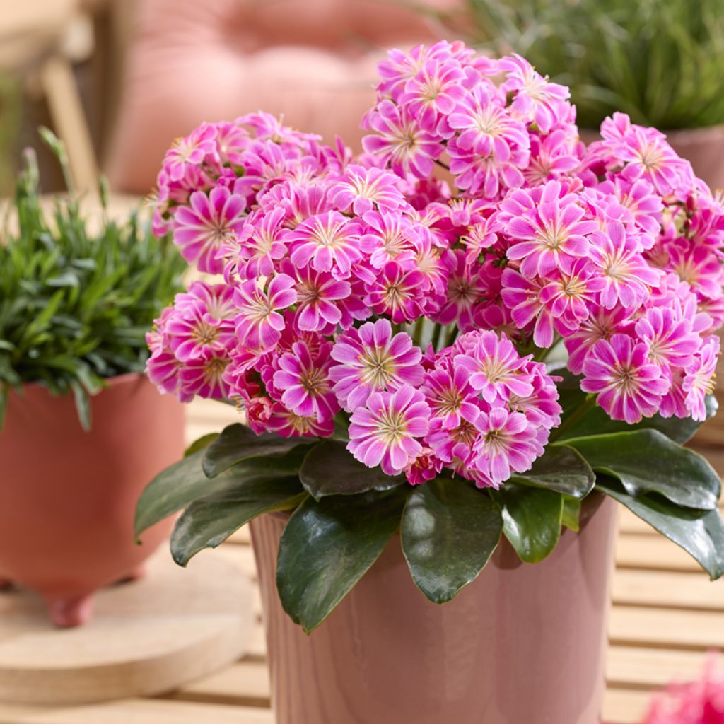 Kesälewisia Tropic Pink