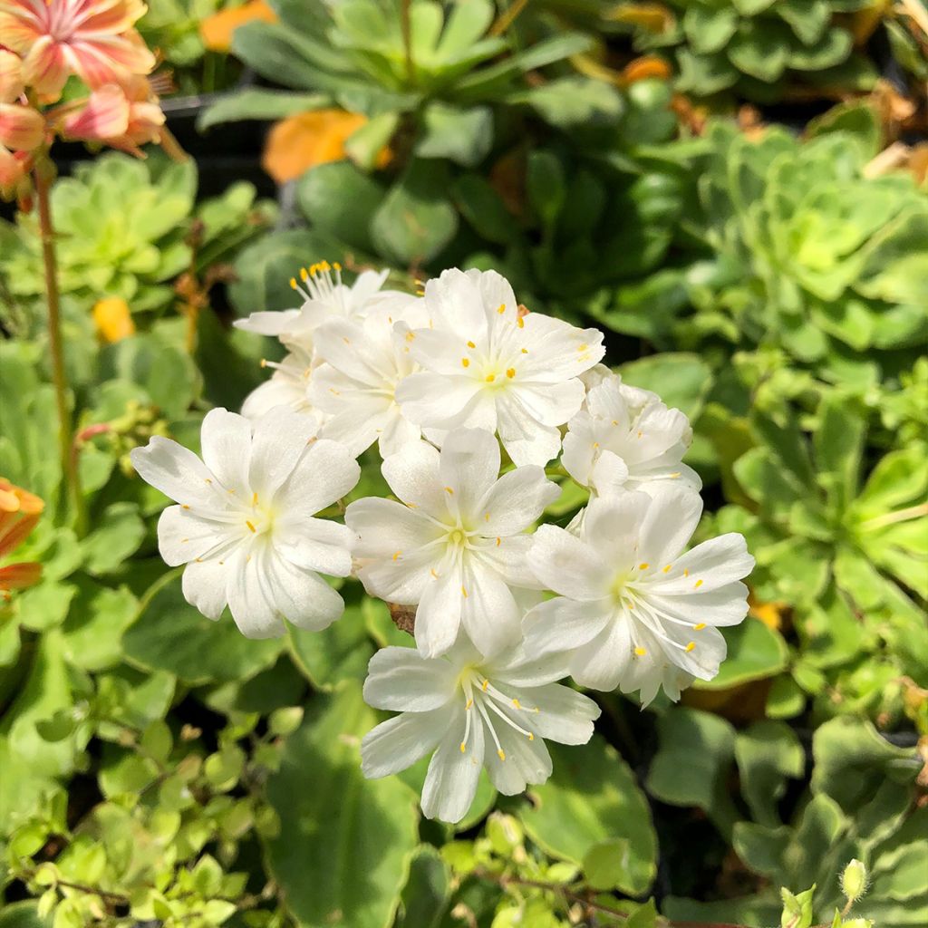Kesälewisia Mix