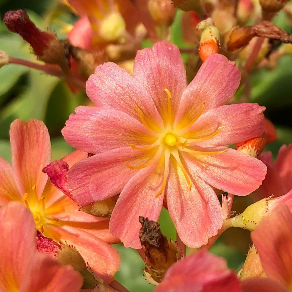 Kesälewisia Mix