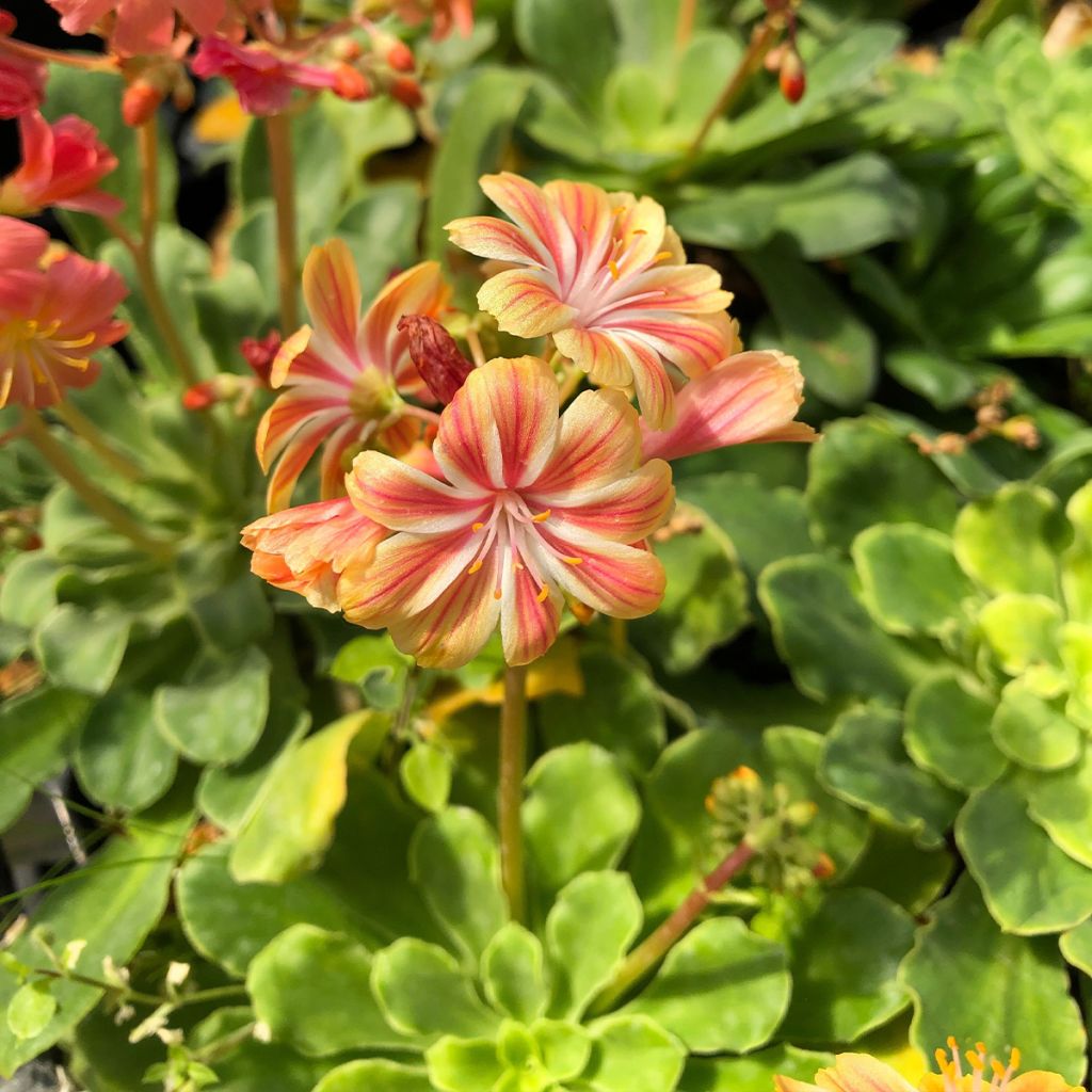 Kesälewisia Mix