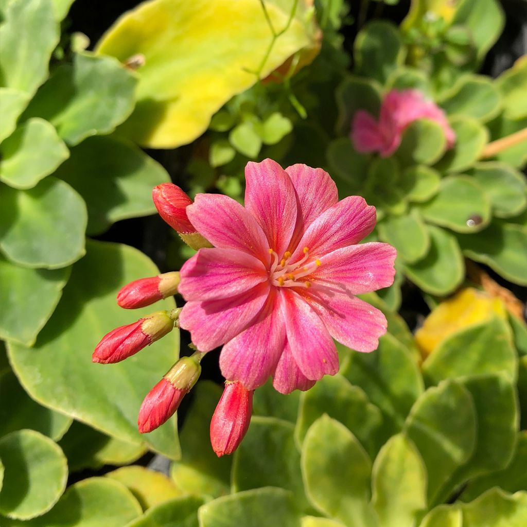 Kesälewisia Mix