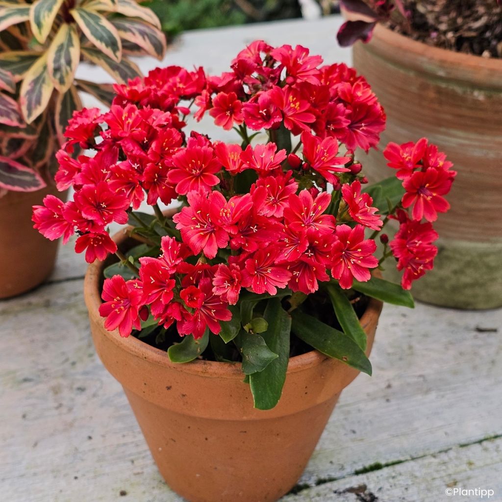 Kesälewisia Sunset Glow