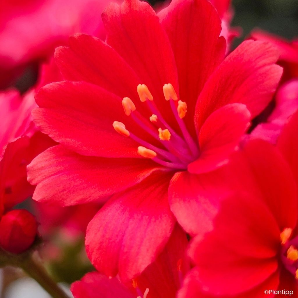 Kesälewisia Sunset Glow