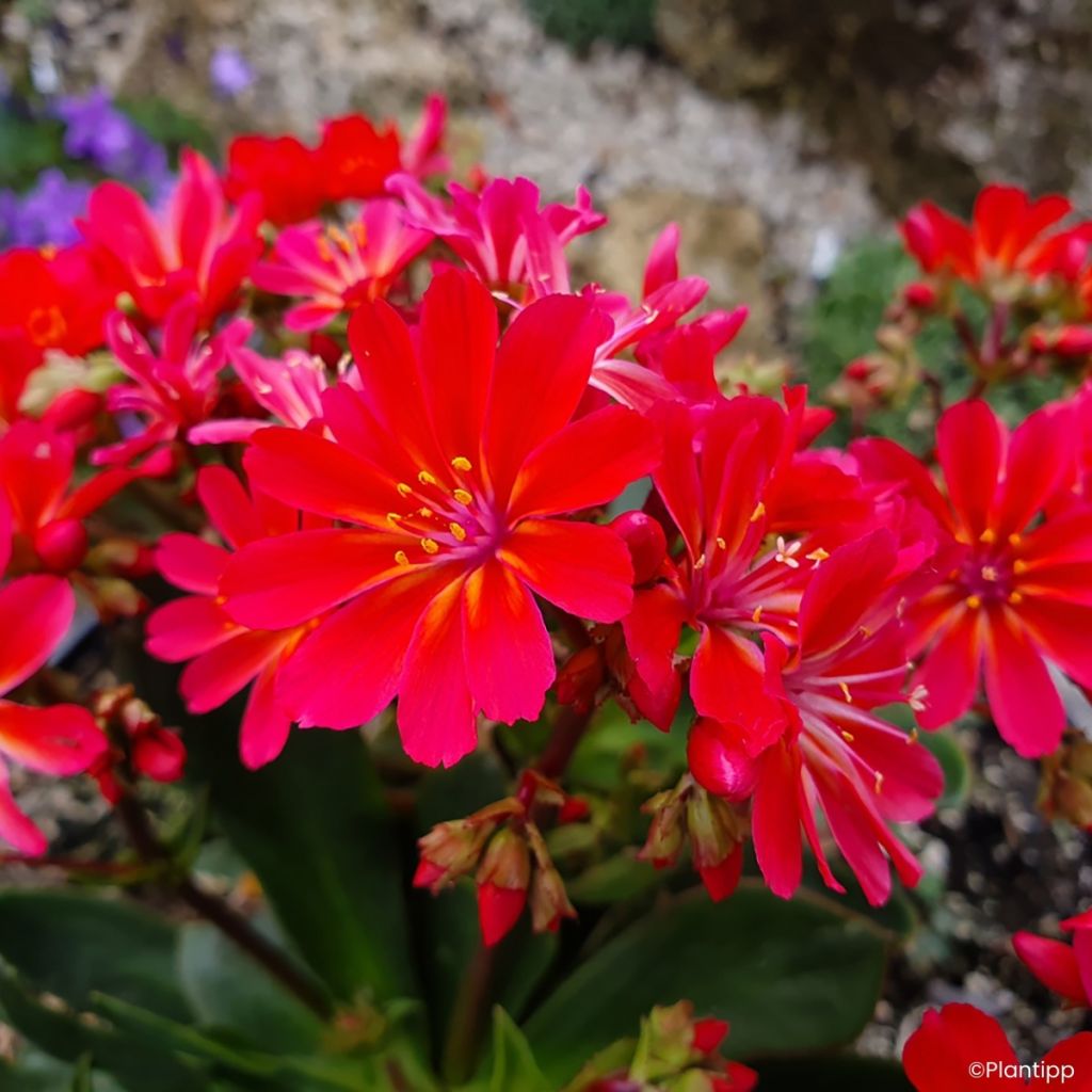 Kesälewisia Sunset Glow