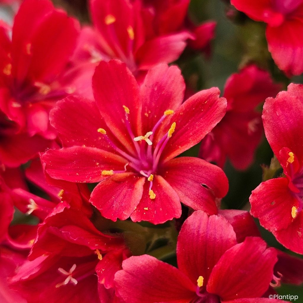 Kesälewisia Sunset Glow