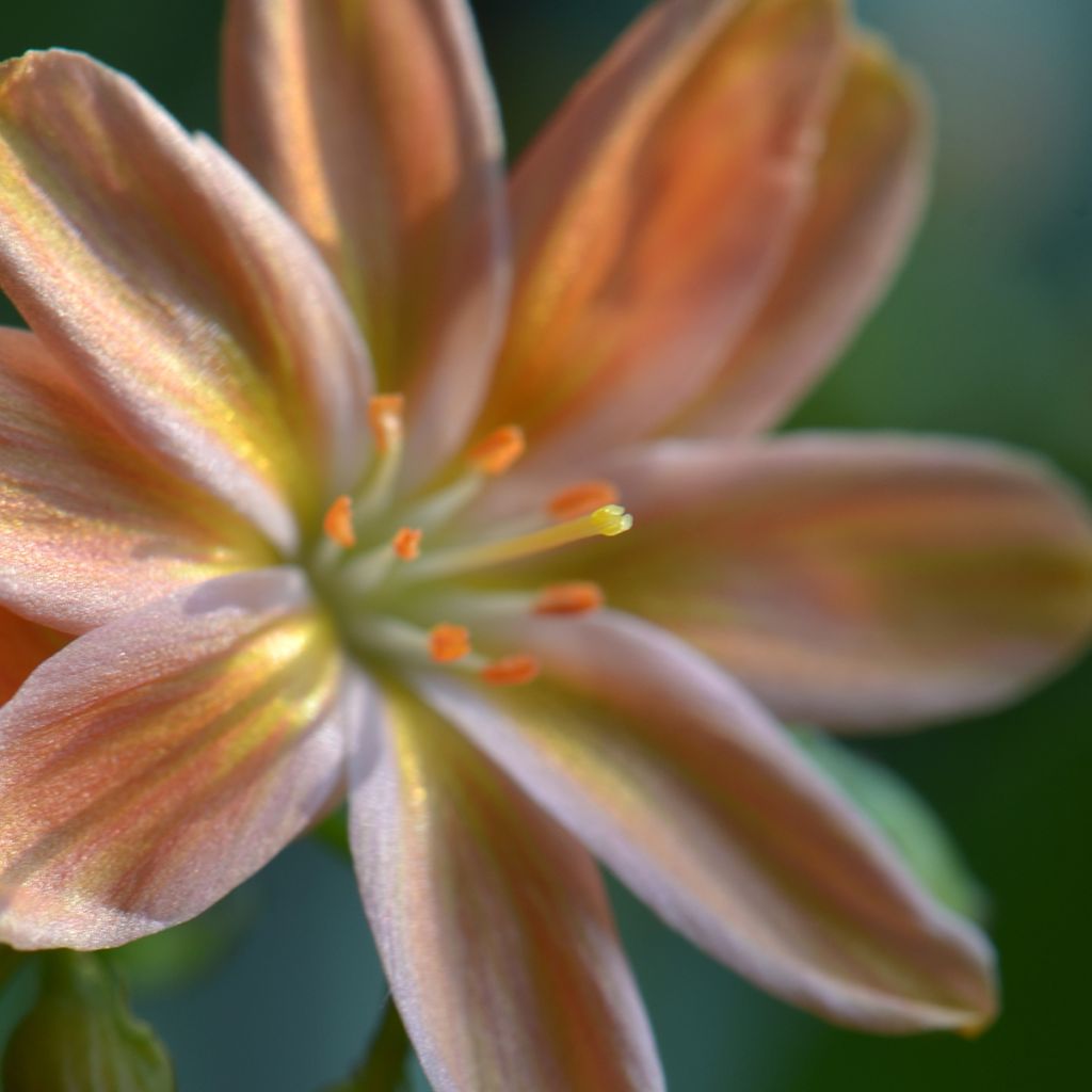 Kesälewisia Little Peach