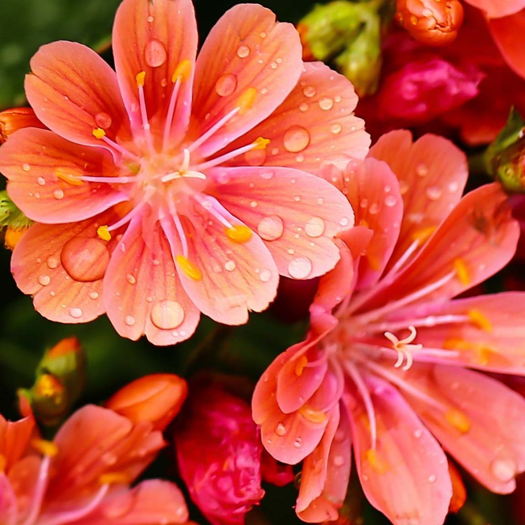 Kesälewisia Mix