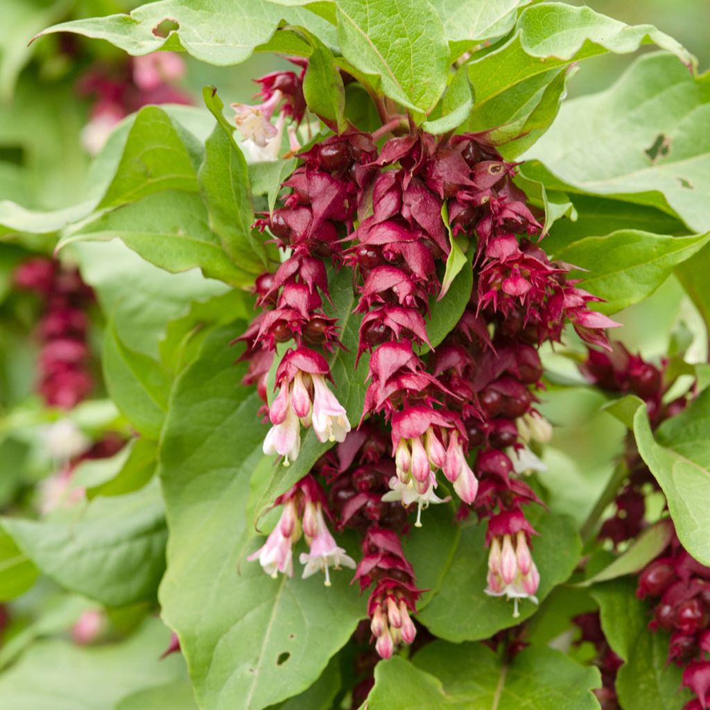 Tähkäkuusama (siemenet) - Leycesteria formosa