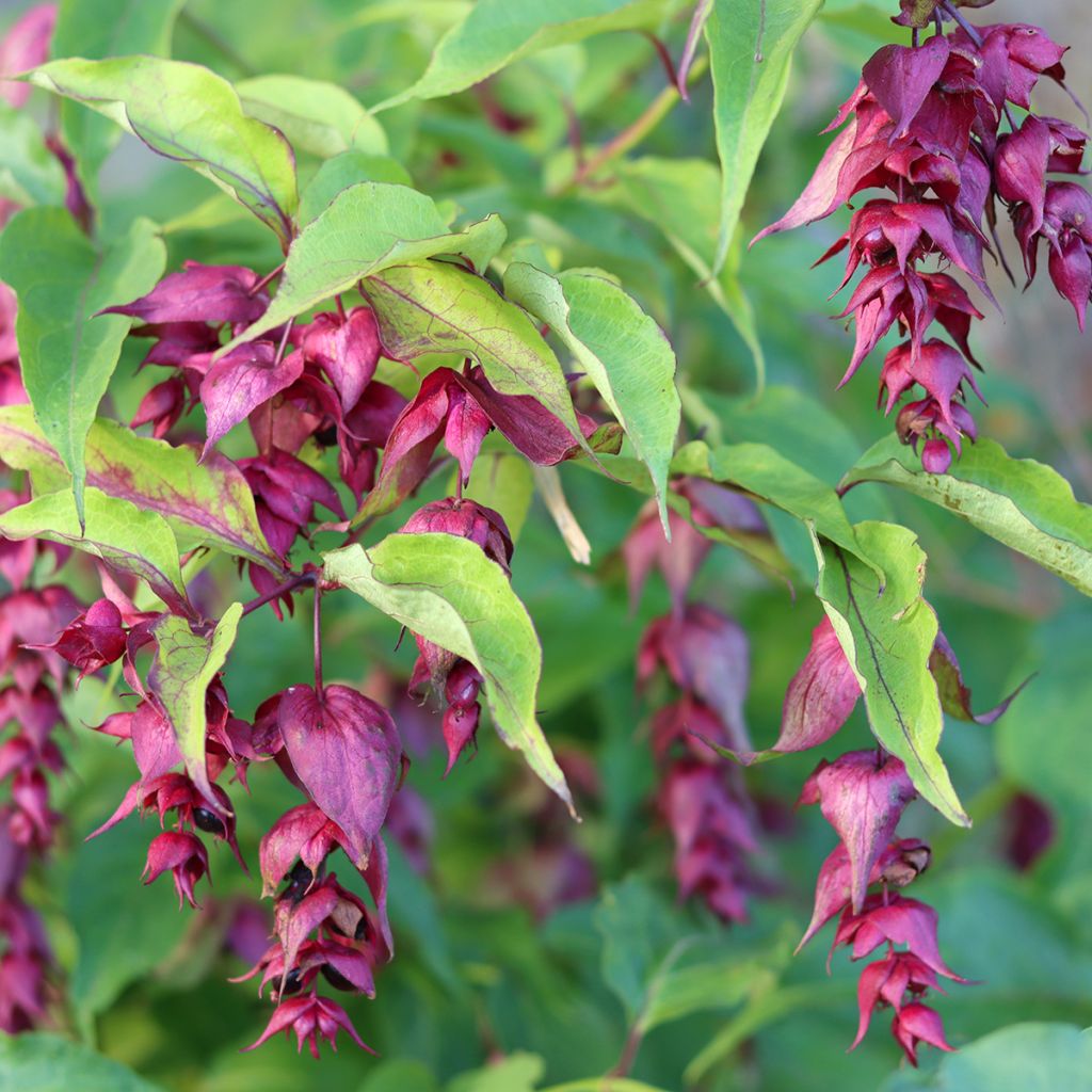 Tähkäkuusama (siemenet) - Leycesteria formosa