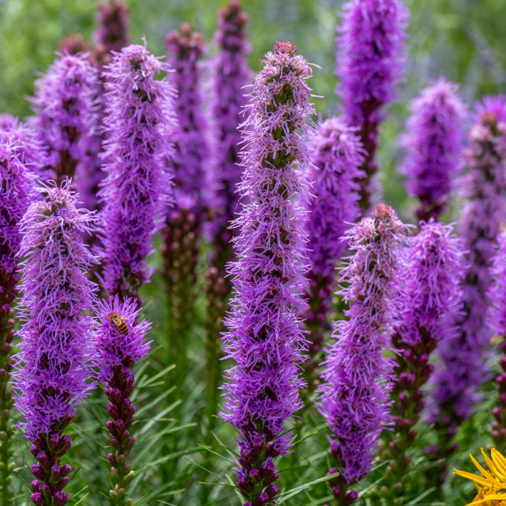 Preeriapunatähkä - Liatris pycnostachya