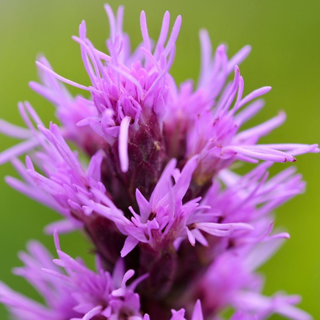 Preeriapunatähkä - Liatris pycnostachya