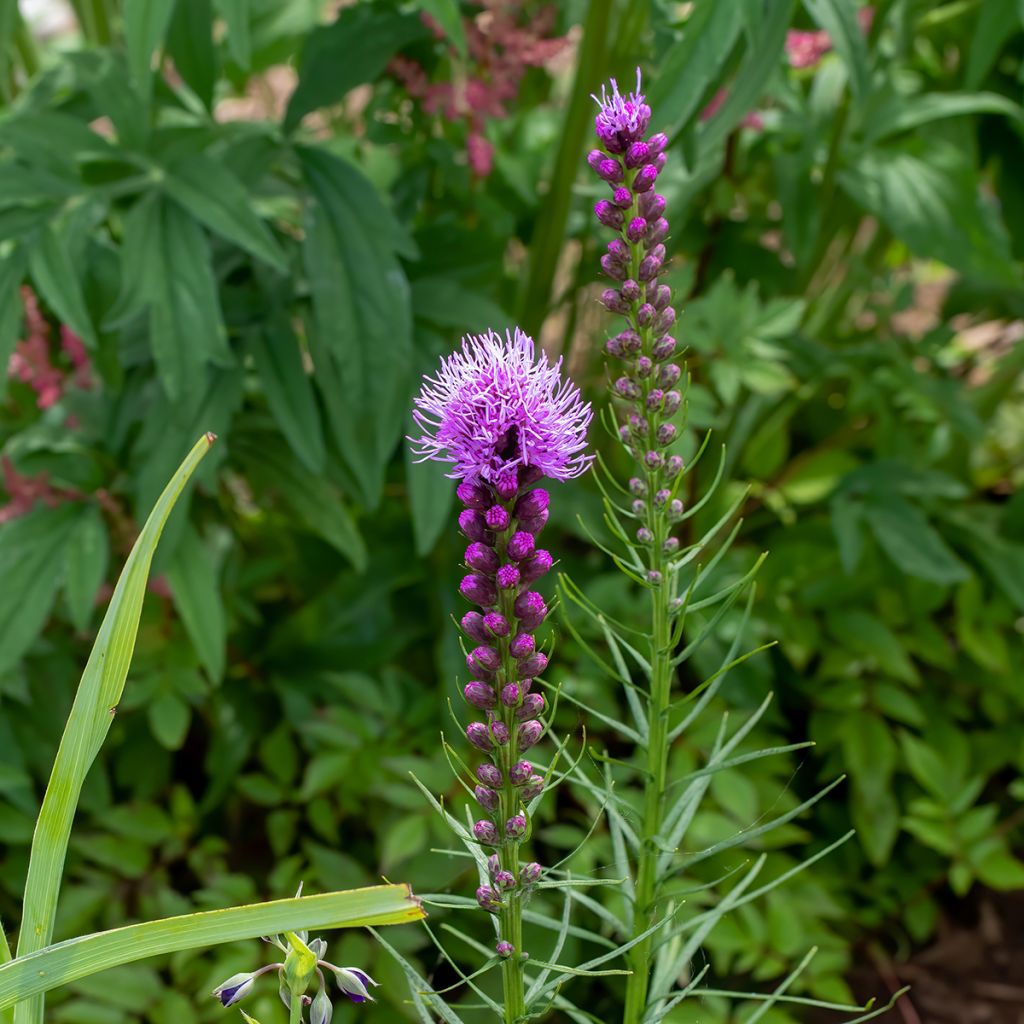 Noropunatähkä Floristan Violet