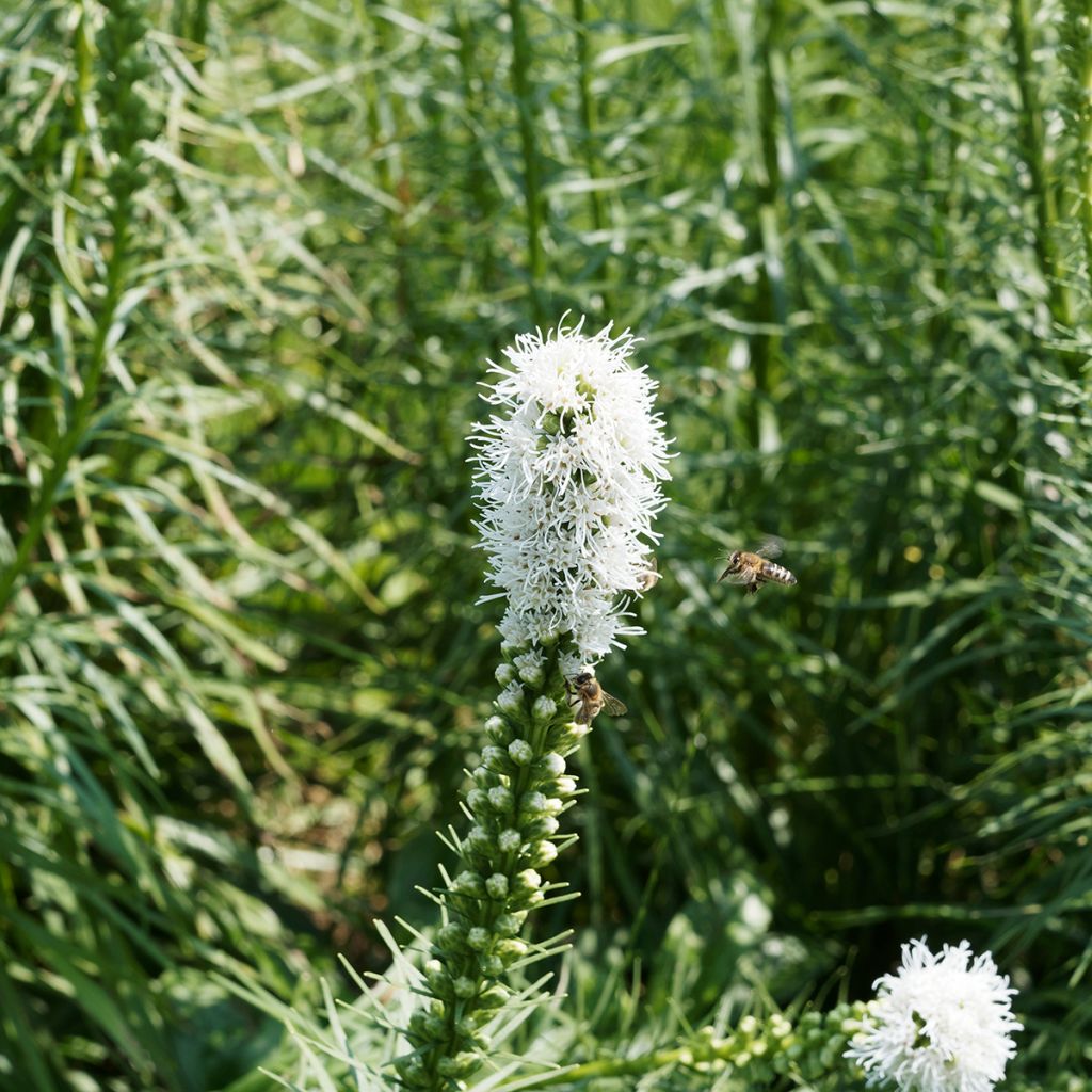 Noropunatähkä Floristan White
